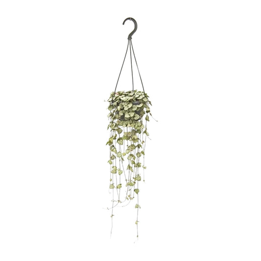 Ceropegia Woodii Hang - Ø14cm - ↕50cm - Pflanzfix24.de - Pflanzfix24.de