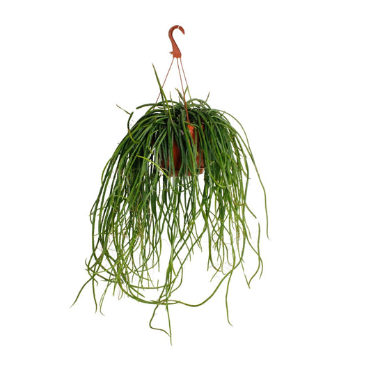 Selenisereus Wercklei - Ø21cm - ↕50cm - Pflanzfix24