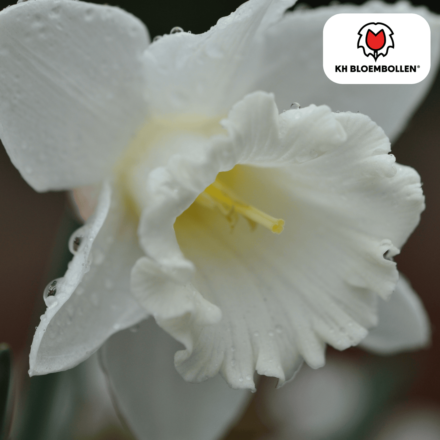 Snow Baby Narcis 20er Pack - Pflanzfix24