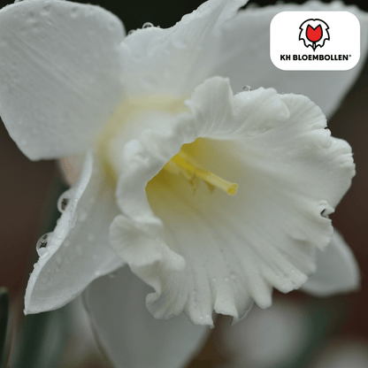 Snow Baby Narcis 20er Pack - Pflanzfix24