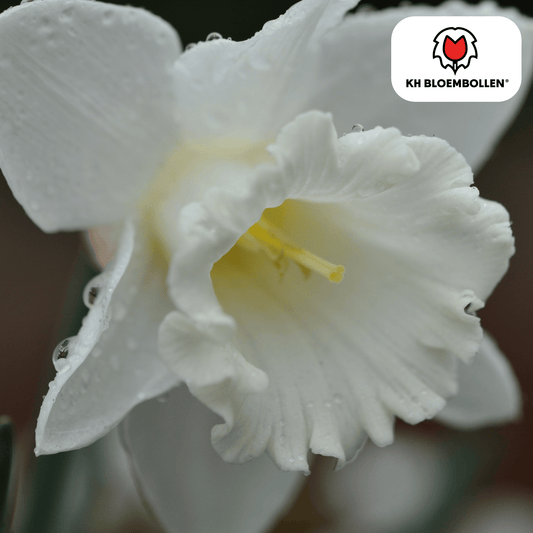 Snow Baby Narcis 20er Pack - Pflanzfix24