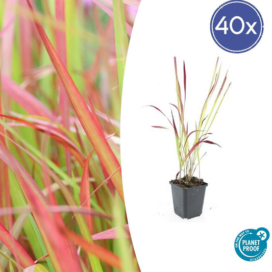 40x Imperata cylindrica 'Red Baron' - Pflanzfix24.de - Pflanzfix24.de