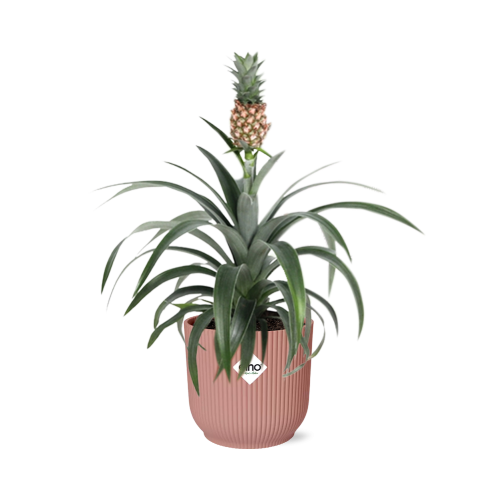 Ananas Mi Amigo Zimmerpflanze 14cm im ELHO Vibes Fold Topf | Pflanzfix24