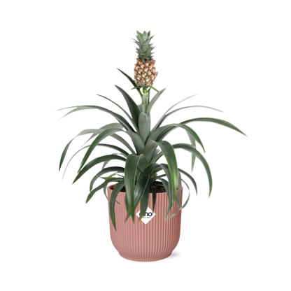 Ananas Mi Amigo Zimmerpflanze 14cm im ELHO Vibes Fold Topf | Pflanzfix24