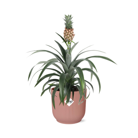 Ananas Mi Amigo Zimmerpflanze 14cm im ELHO Vibes Fold Topf | Pflanzfix24