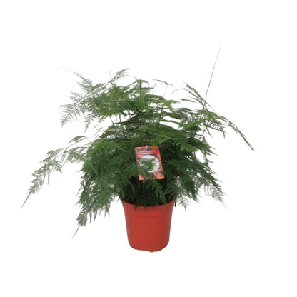 Asparagus Setaceus Bush - Ø21cm - ↕60cm - Pflanzfix24