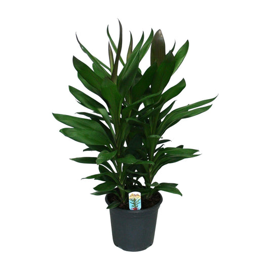 Cordyline Glauca - Ø19cm - ↕60cm von Pflanzfix24