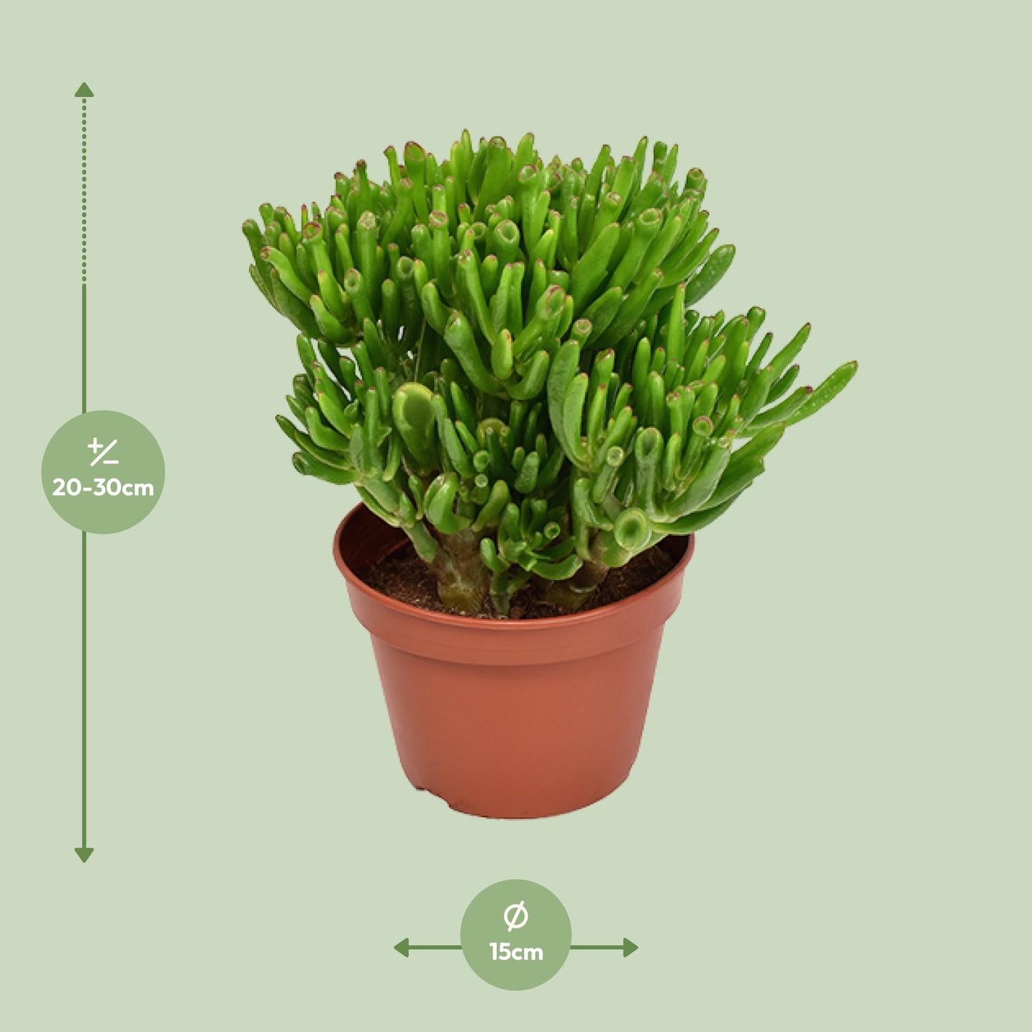 Crassula Hobbit - Ø15cm - ↕21cm - Pflanzfix24
