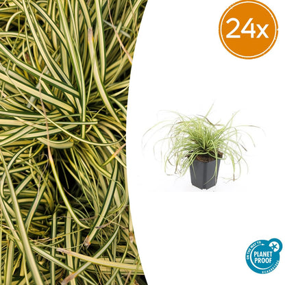 24x Carex oshim. 'Evergold' - Pflanzfix24