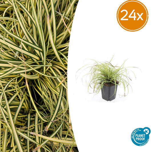 24x Carex oshim. 'Evergold' - Pflanzfix24