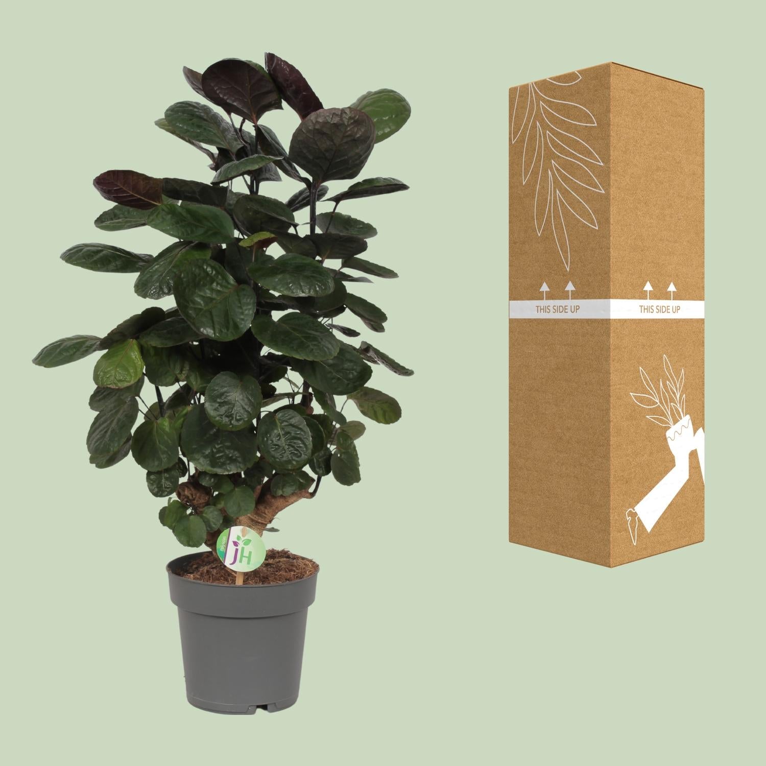 Polyscias Scutellaria Fabian Ø19 cm, H60 cm – Pflanzfix24.de - Pflanzfix24.de