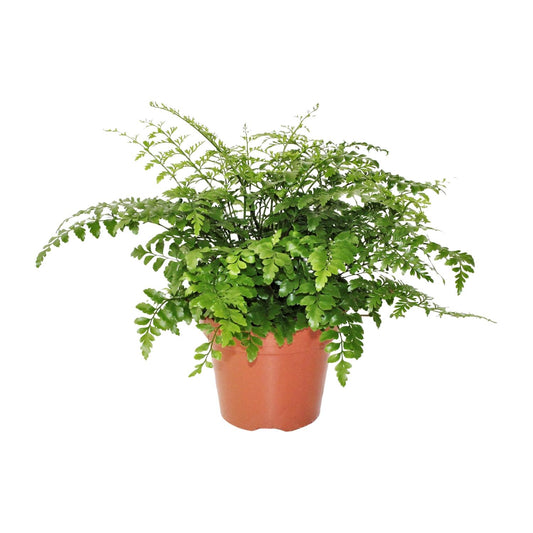 Asplenium Parvati - Ø17cm - ↕30cm bei Pflanzfix24.de - Pflanzfix24.de