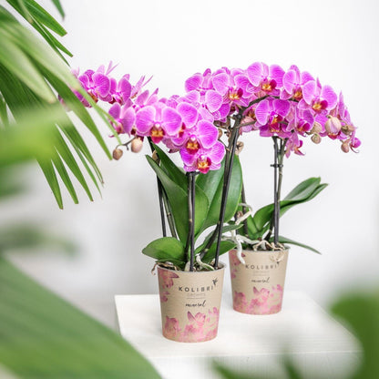 Lila-Violette Phalaenopsis Orchidee Mineral Wien Ø9cm – Pflanzfix24.de - Pflanzfix24.de
