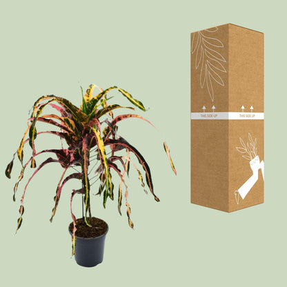 Croton Dreadlock P19 - Ø19cm - ↕85cm - Pflanzfix24