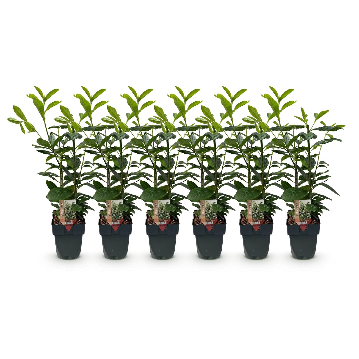 Pflanzfix24.de - Prunus laurocerasus Novita - 6 Pflanzen - 1m - immergrün - Topf 17cm - Pflanzfix24.de