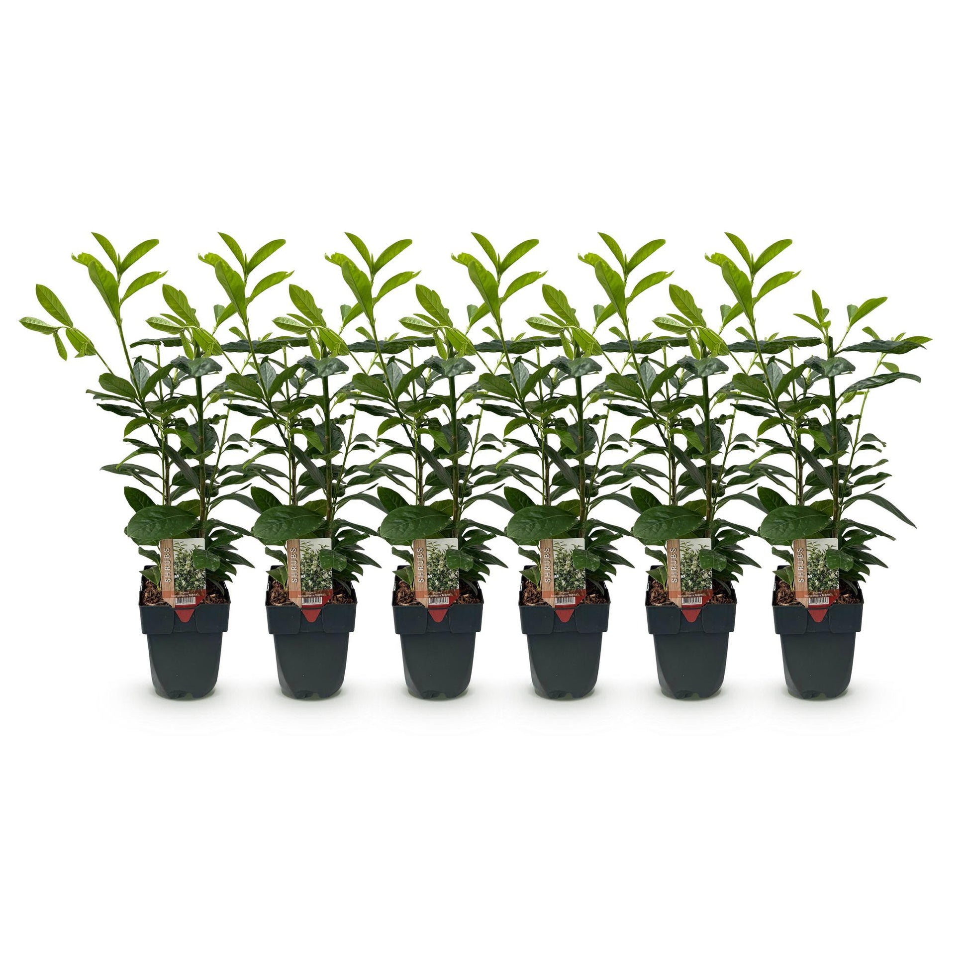 Pflanzfix24.de - Prunus laurocerasus Novita - 6 Pflanzen - 1m - immergrün - Topf 17cm - Pflanzfix24.de