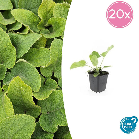20x Phlomis russeliana - winterharte Staude - Pflanzfix24.de - Pflanzfix24.de