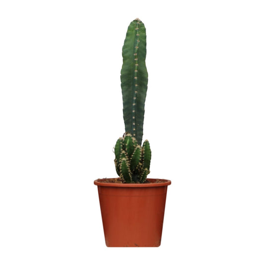 Cereus Peruvianus Florida - Ø17cm - ↕75cm - Pflanzfix24