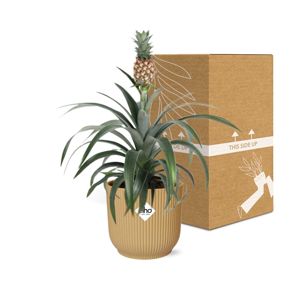 Ananas Mi Amigo in ELHO Vibes Fold 14cm geel - pflanzfix24