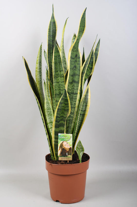Sansevieria Laurentii - Ø21cm - ↕80cm - Pflanzfix24
