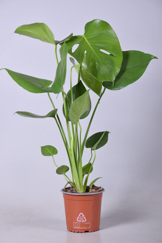 Monstera Deliciosa - Ø14cm - ↕55cm - pflanzfix24