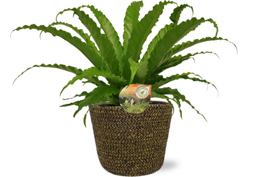 Asplenium Osaka - Ø17cm - ↕40cm + Selin Pot D18x16cm - Schwarz - Pflanzfix24.de - Pflanzfix24.de