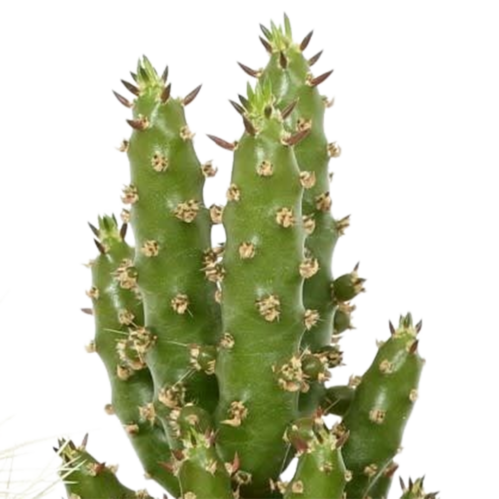 Kakteenmischung 5,5 cm - 5x - in Mexicaanse pot - Pflanzfix24.de - Pflanzfix24.de