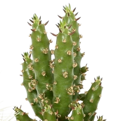 Kakteenmischung 5,5 cm - 5x - in Mexicaanse pot - Pflanzfix24.de - Pflanzfix24.de