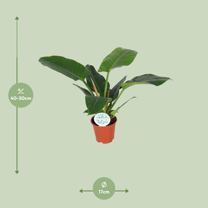 Philodendron Imperial Green - Ø17cm - ↕50cm - Pflanzfix24