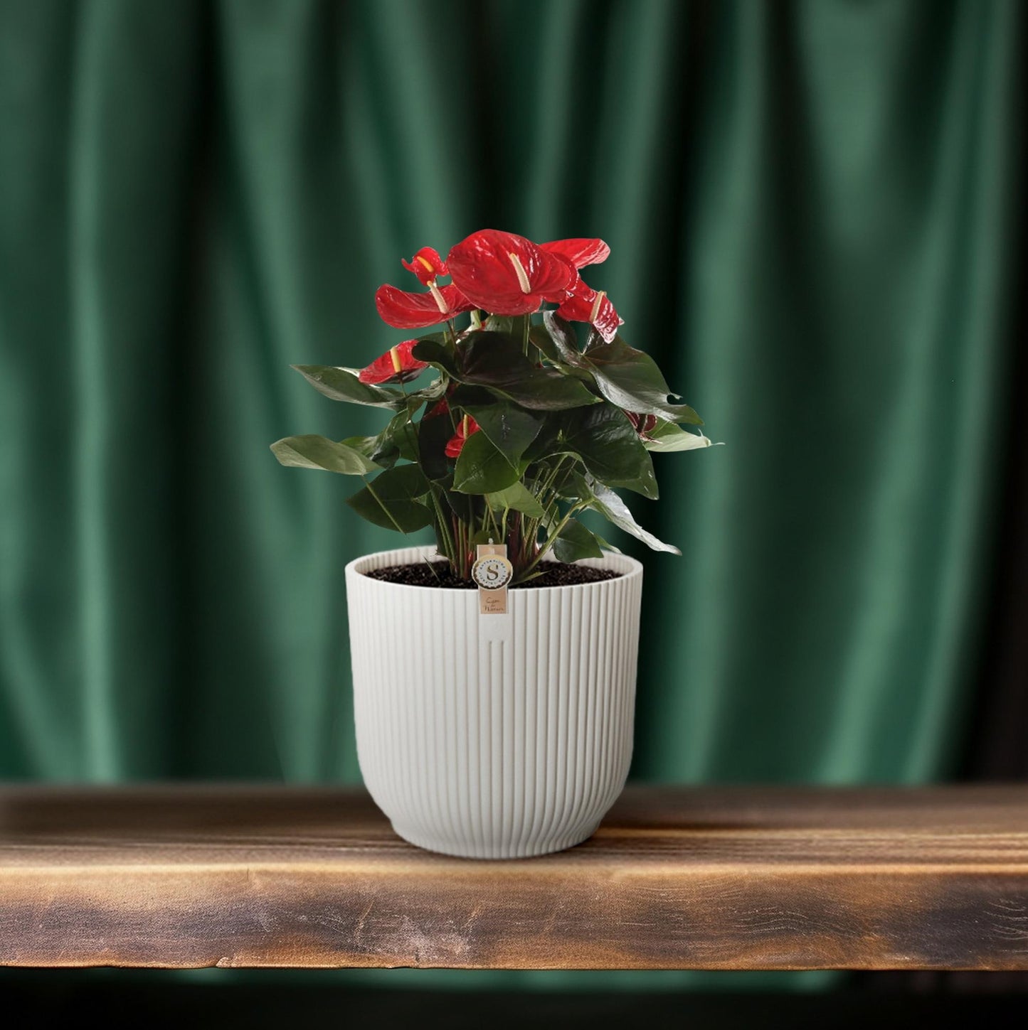 Anthurium Red Champion - Ø21cm - Pflanzfix24