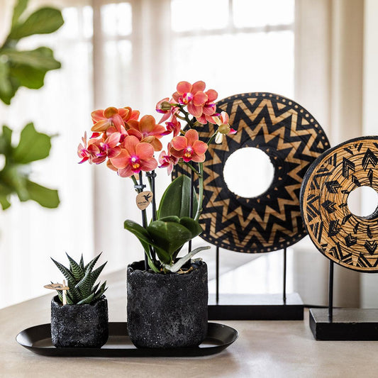Pflanzenset Home Hub Small – Orchidee & Sukkulente inkl. Tablett | Pflanzfix24