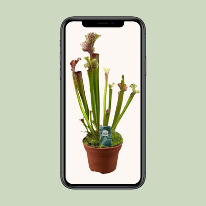 Sarracenia Judith Hindle - Ø12cm - ↕30cm - Pflanzfix24