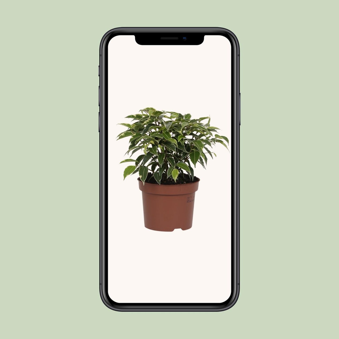 Ficus Benjamina Kinky - Ø12cm - ↕20cm bei Pflanzfix24