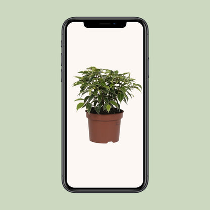 Ficus Benjamina Kinky - Ø12cm - ↕20cm bei Pflanzfix24