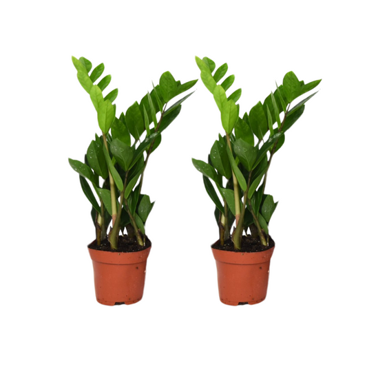 Zamioculcas 2er Set Ø12cm – Robust & Pflegeleicht | Pflanzfix24.de - Pflanzfix24.de