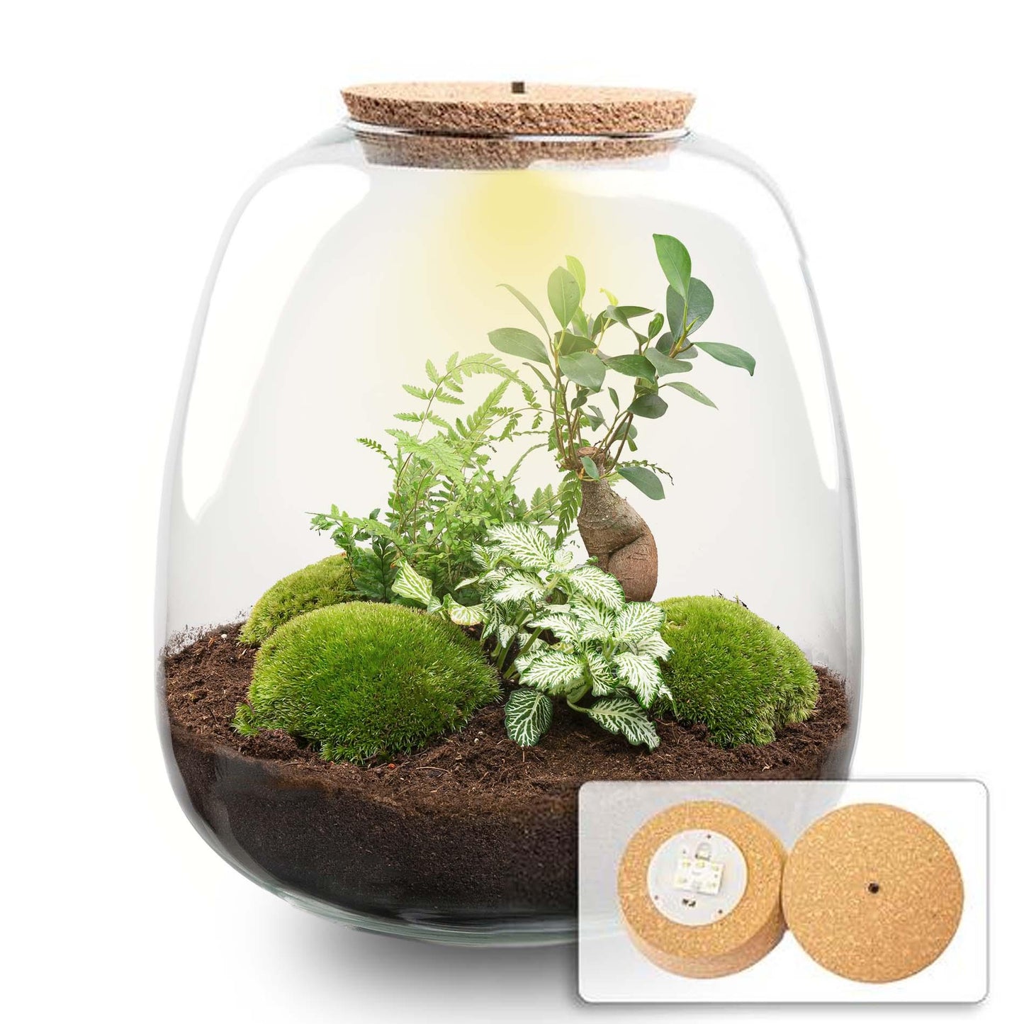 Plant terrarium - Emma - DIY kit - Bonsai White + LED - Pflanzfix24