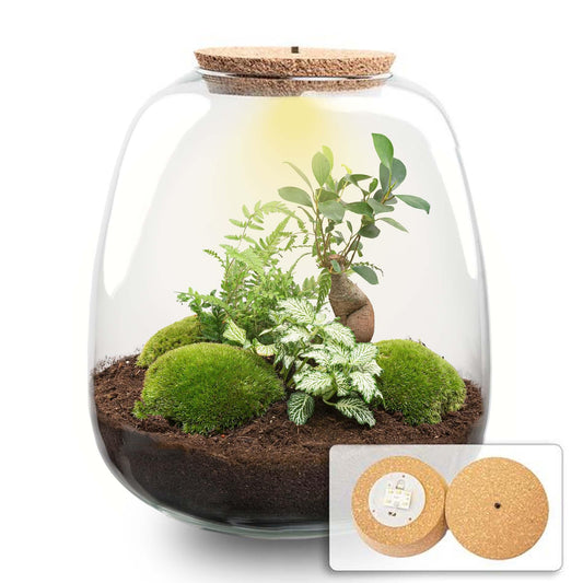 Plant terrarium - Emma - DIY kit - Bonsai White + LED - Pflanzfix24