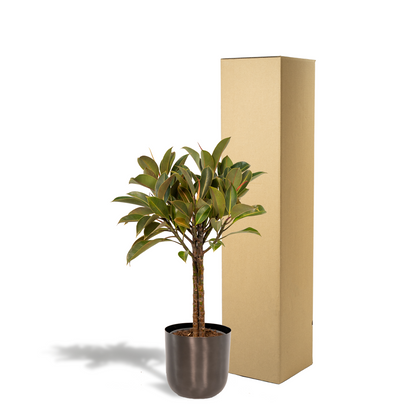 Ficus elastica Melany Stamm + Pot Mayk Lead - ↨90cm - Ø21cm - Pflanzfix24