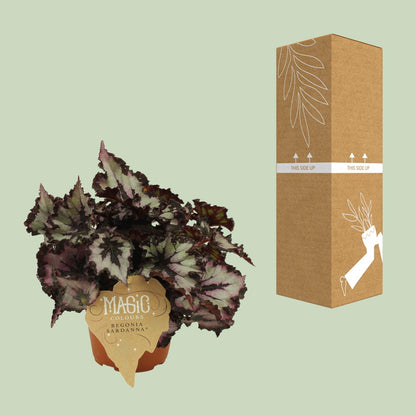 Begonia Rex Silver Limbo - Ø12cm - ↕25cm - Pflanzfix24