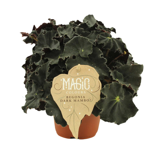 Begonia Rex Dark Mambo - Ø12 ↕25 von Pflanzfix24