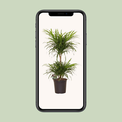 Dracaena Refl. Anita Variegata - Ø21cm - ↕80cm - Pflanzfix24