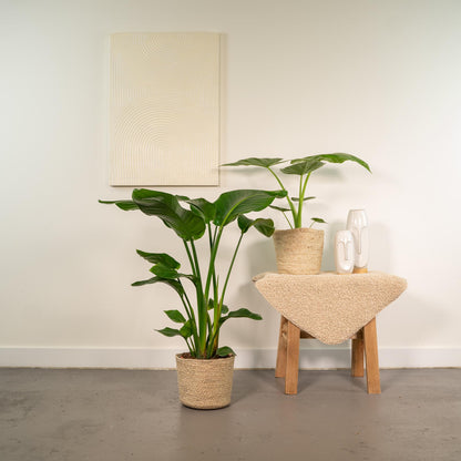 Strelitzia & Alocasia Set mit Korb – Pflanzfix24.de - Pflanzfix24.de