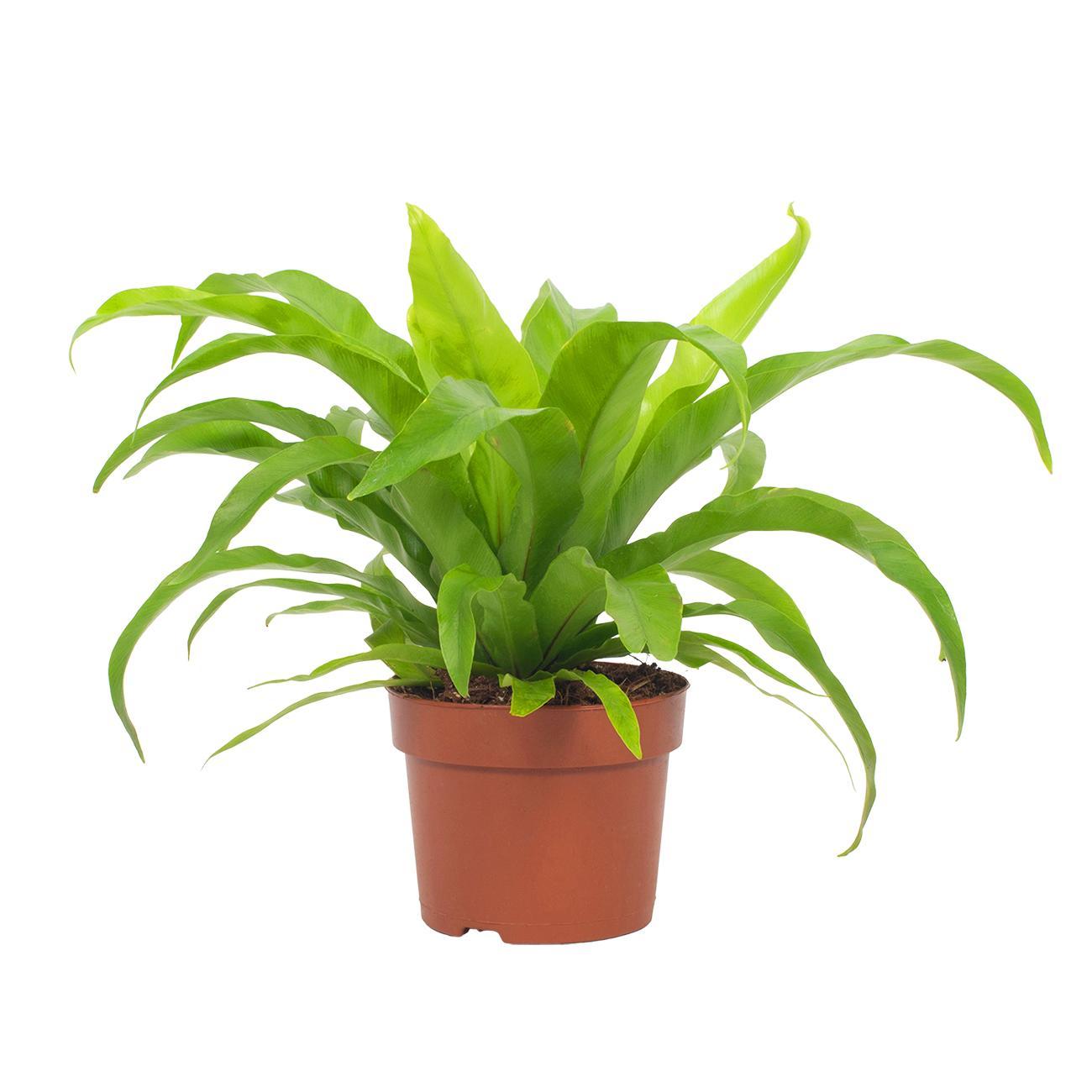 Asplenium Antiquum 12cm - Ø12cm - ↕19cm bei Pflanzfix24.de - Pflanzfix24.de