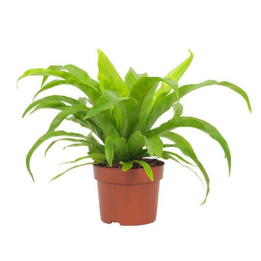 Asplenium Antiquum 12cm - Ø12cm - ↕19cm bei Pflanzfix24.de - Pflanzfix24.de