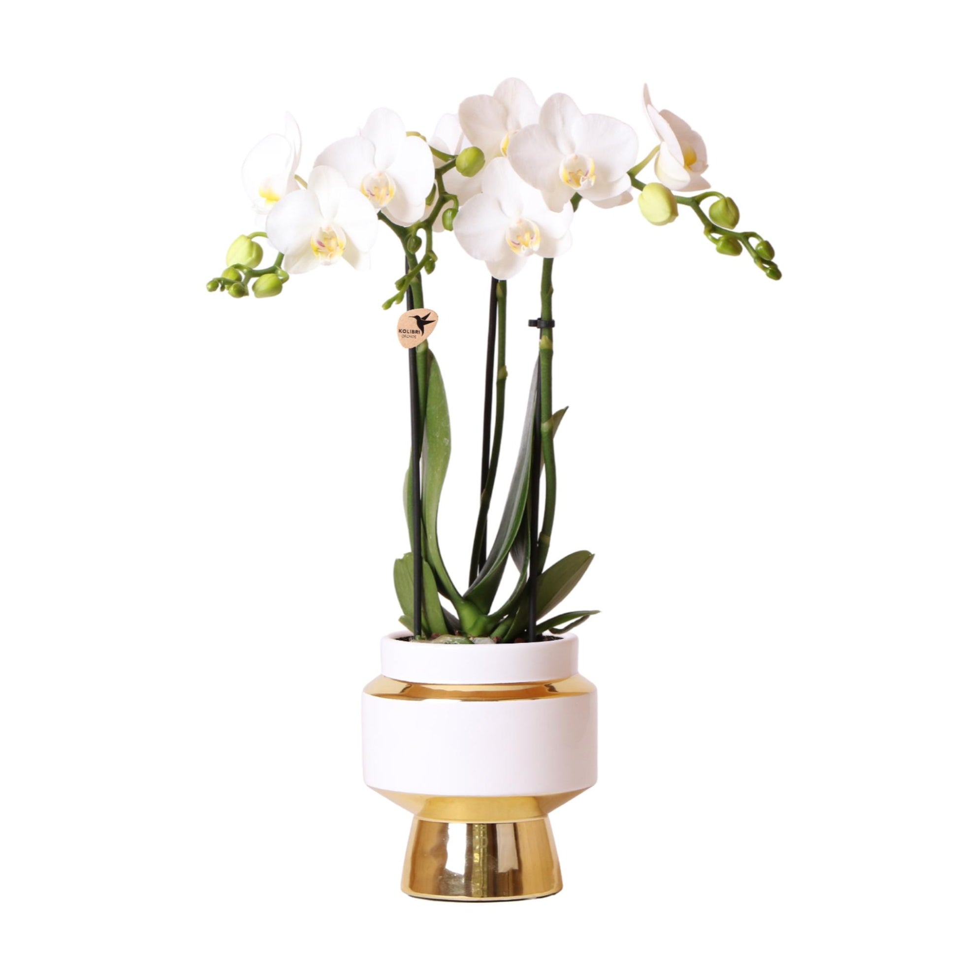 Orchidee Amabilis Ø9cm Goldtopf 40cm – Pflanzfix24.de - Pflanzfix24.de