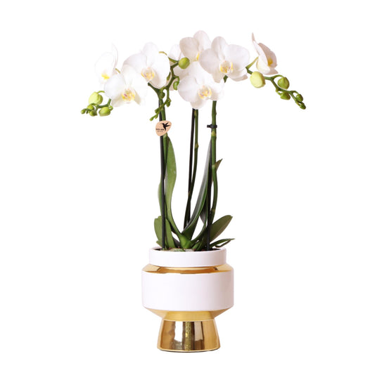 Orchidee Amabilis Ø9cm Goldtopf 40cm – Pflanzfix24.de - Pflanzfix24.de