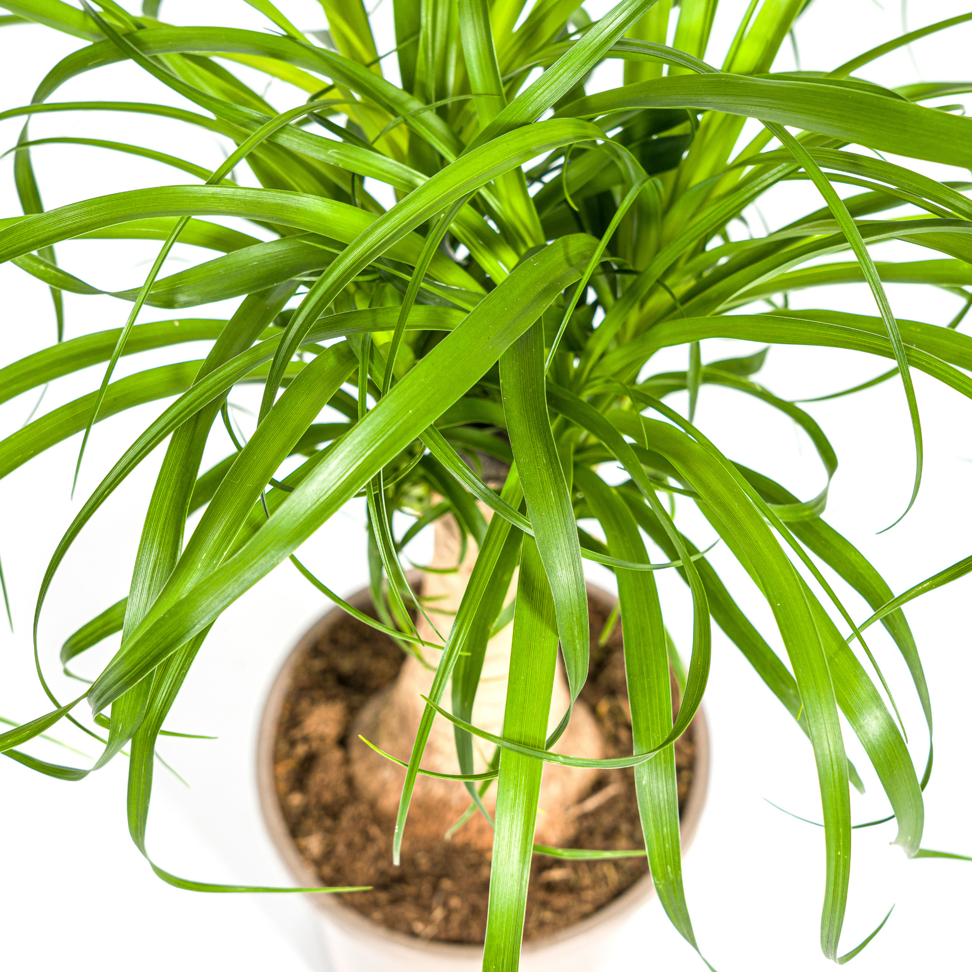 Beaucarnea Recurvata Stamm Ø17cm - ↕40 - 60cm - Pflanzfix24.de - Pflanzfix24.de