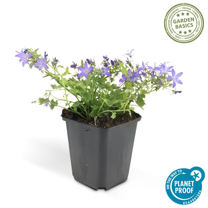 20x Campanula poscharskyana 'Stella' - ↕10-25cm - Ø9cm - Pflanzfix24