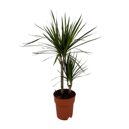 Dracaena Marginata Bicolor - Ø19cm - ↕70cm - Pflanzfix24