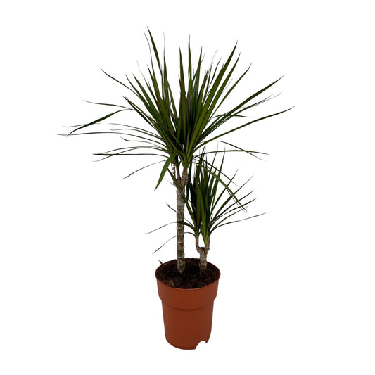 Dracaena Marginata Bicolor - Ø19cm - ↕70cm - Pflanzfix24